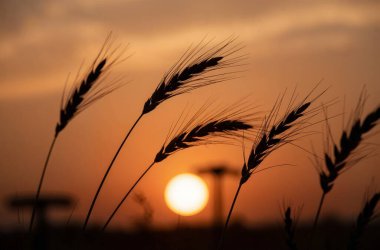 Buğday tarlası, bitki örtüsü ve doğa