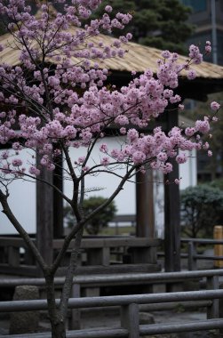 Güzel botanik fotoğrafı, doğal duvar kağıdı.