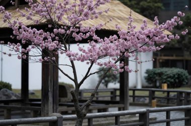 Bahçedeki güzel çiçekler