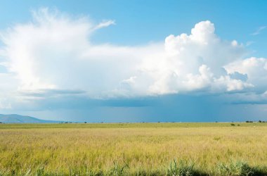Geniş bir çimen ve mavi gökyüzü olan güzel bir manzara.