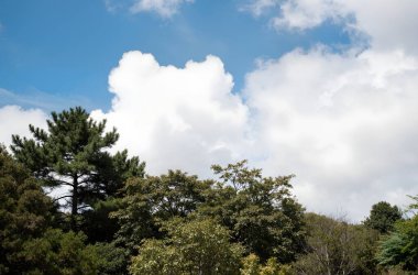 Ormanda bir ağacı olan güzel bir manzara.