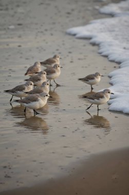 beyaz martı (larus canus )