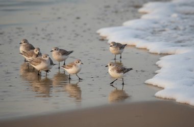 Sahilin kıyısındaki bulanık arkaplanı olan martılara yakın çekim.