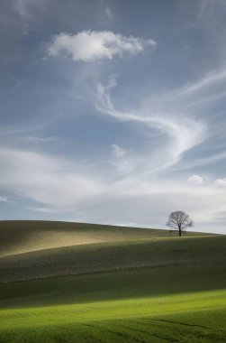 ağaç ve mavi gökyüzü ile yeşil alan