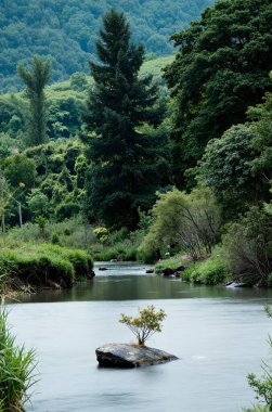 Ormanda güzel bir şelale