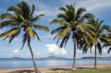 Sahilde palmiye ağaçları