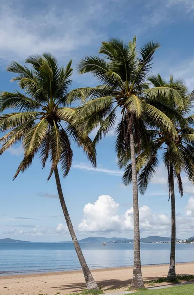 Sahilde palmiye ağacı