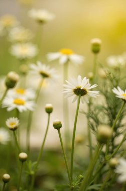 Bahçedeki beyaz papatya çiçeği