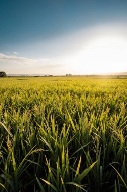 Arka planda buğday tarlası olan güzel bir manzara.