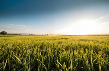 Yeşil tarla ve bulutlu gökyüzü