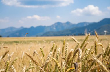 Yazın güzel buğday tarlası