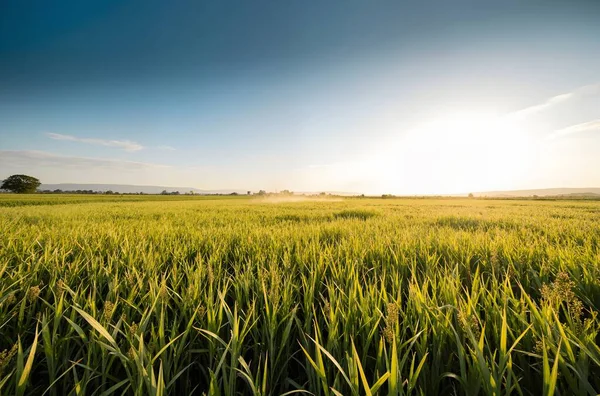 Yeşil tarla ve bulutlu gökyüzü