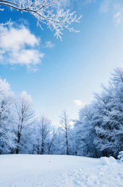 Karla kaplı ağaçlarla kaplı güzel kış manzarası