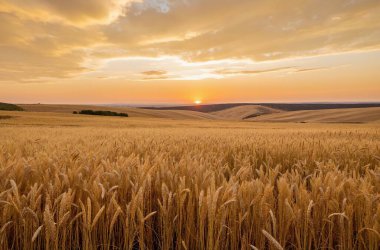 Yazın gün batımında buğday tarlası