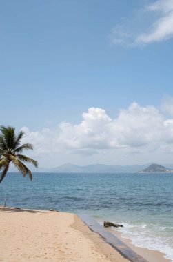 Bir plaj sahnesi, bir palmiye ağacı ve açık mavi bulutlu bir gökyüzü.