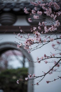 Bahçede güzel bahar çiçekleri