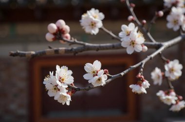 Bahçede beyaz çiçekler