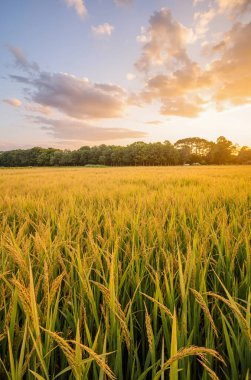 Kırsalda güzel bir gün batımı