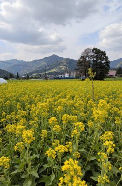Bulutlu bir gökyüzünün altında, arkasında dağlar olan sarı bir çiçek tarlası.