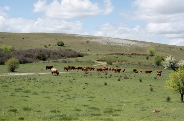 İnek sürüsü yeşil çayırlarda otluyor..