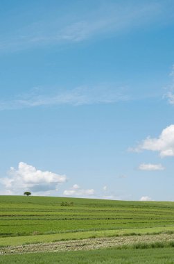 yeşil tarla ve mavi gökyüzü