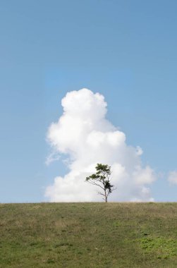 Tarlada yapayalnız ağaç