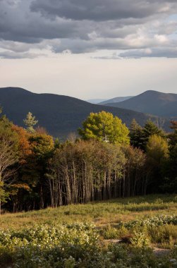 Mavi arkaplanı olan güzel bir ağaç tarlası görüntüsü.