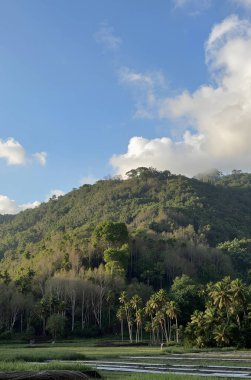 Dağlarda tropikal orman
