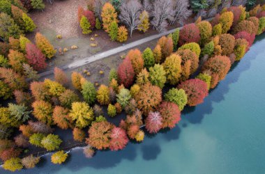 Sonbahar ağaçlarının havadan görünüşü