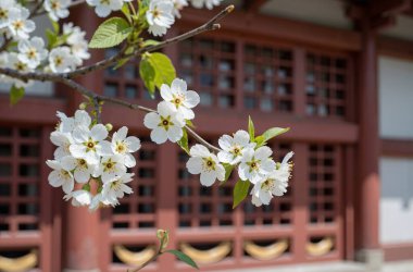 İlkbaharda kiraz çiçeği