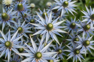 Güzel botanik fotoğrafı, doğal duvar kağıdı.