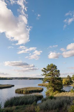 Ormanda nehri olan güzel bir manzara.