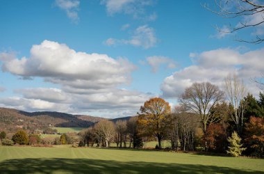 Ormandaki ağaçlarla dolu güzel sonbahar manzarası