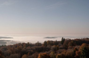 Ağaçlar ve sisli güzel sonbahar ormanı