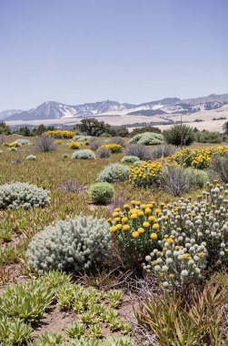 Çiçek tarlası ve mavi gökyüzü olan güzel bir manzara.