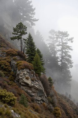 Sisli bir dağ ormanının dikey görüntüsü. Arka planda sis olan ağaçlar.