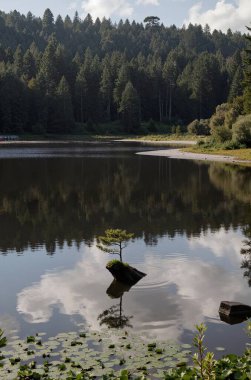 Göl ve ormanlı güzel bir manzara.