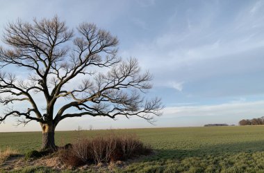Güzel bir manzara Ağacı ve mavi gökyüzü