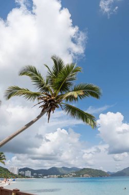 Tayland 'da tropik plaj ve palmiye ağaçları