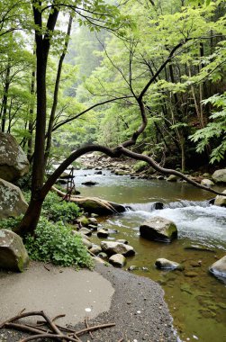 Ormanda güzel bir şelale