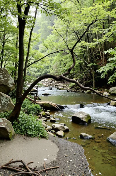 Ormanda güzel bir şelale