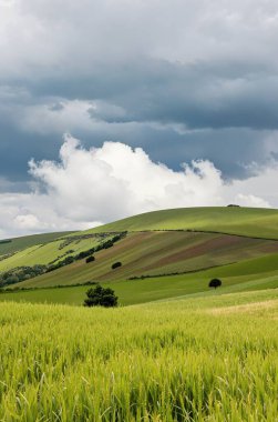Bir tarlası ve bulutlu bir gökyüzü olan manzara
