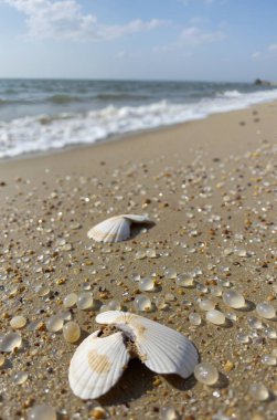İspanya sahillerindeki kumsalda deniz kabukları
