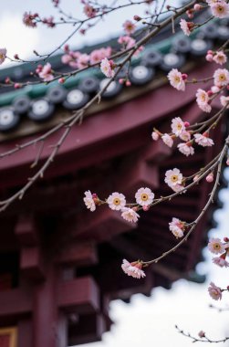 Parktaki güzel Çin tapınağı.