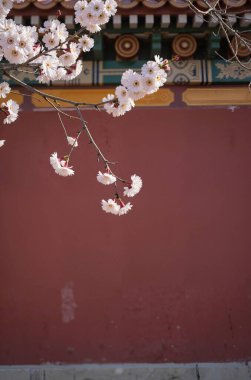 Bahçedeki güzel çiçekler