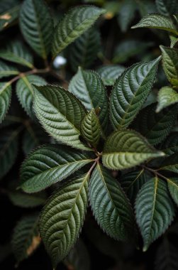 Güzel botanik fotoğrafı, doğal duvar kağıdı.