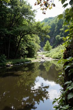 Ormanda güzel bir şelale