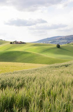 İtalya 'da güzel bir Toskana tarlası.
