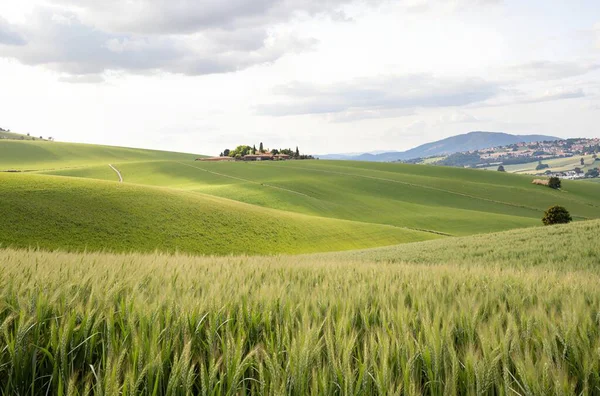 Yeşil buğday tarlası ve kırsal alanda bir ağaç manzarası