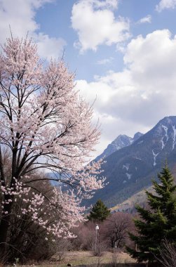 Dağlarda kiraz ağacı olan güzel bir manzara.